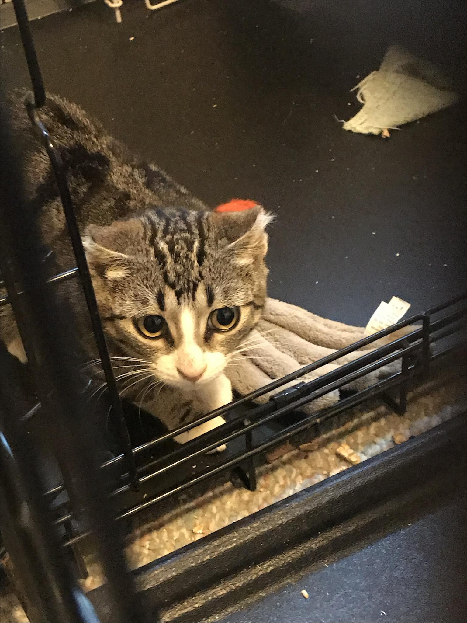 Scroll to tame a cat