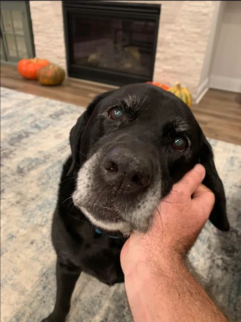 She's old, she's somewhat fat, she wheezes and she flatulates, yet she's a decent pooch