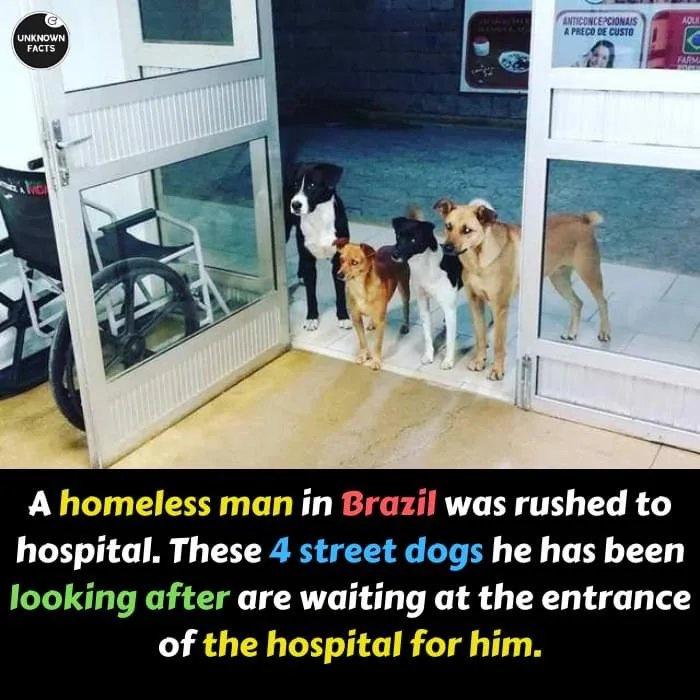 Dogs are amazing