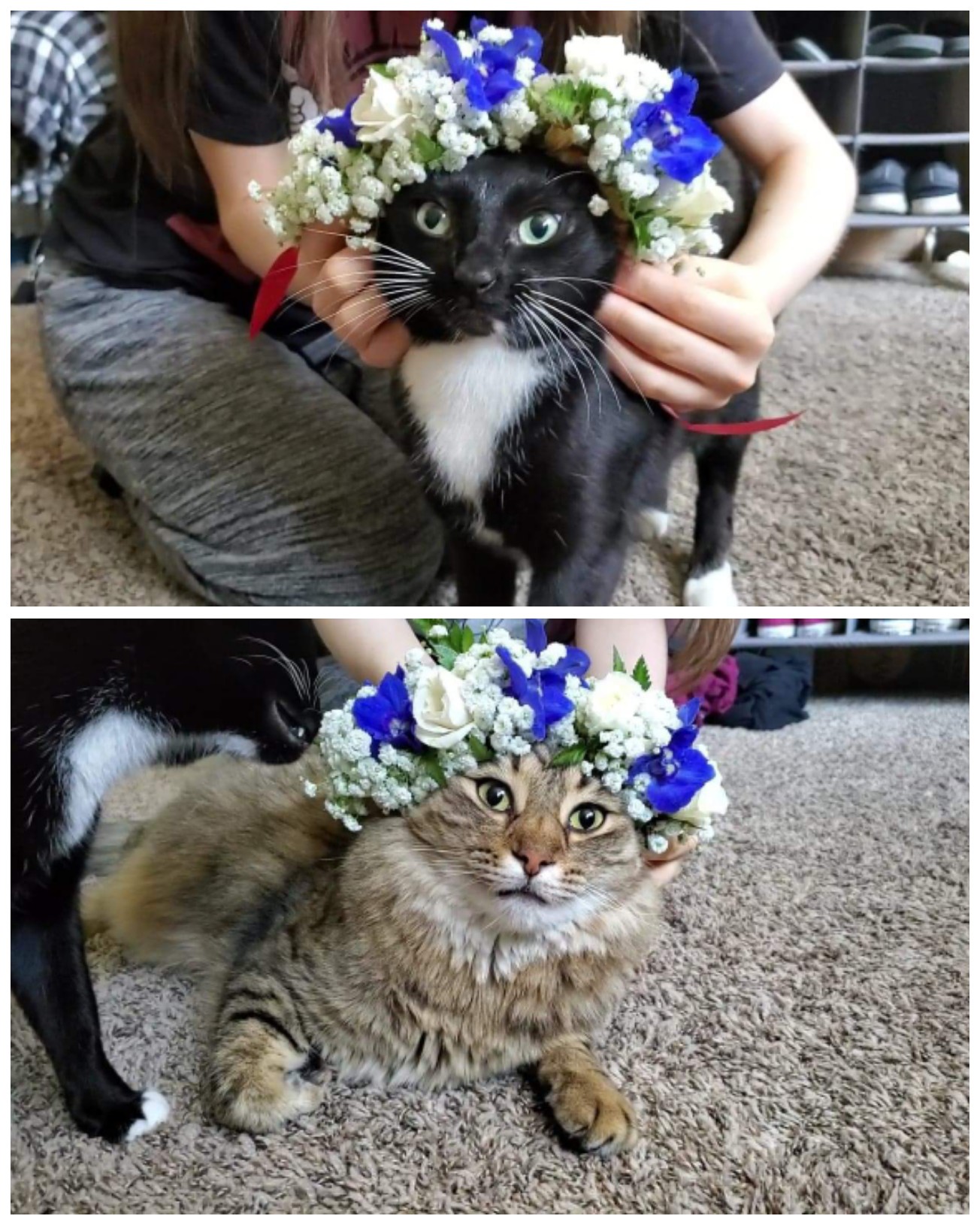 Learned how to make Haku Leis with my fianc&eacute;e's mom, our little trials turned into cat haku leis. 