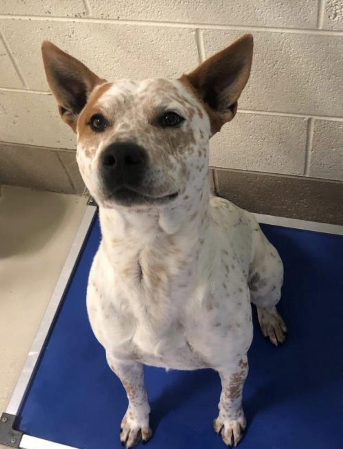 Just got approved to adopt this pup. He looks like a good boy :)