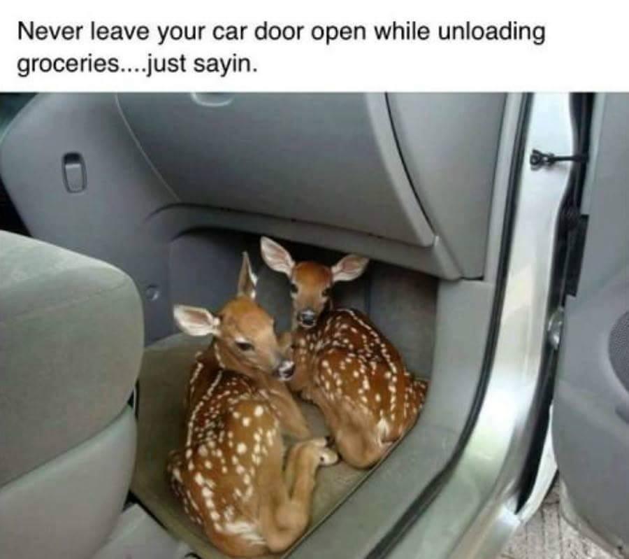 Deer