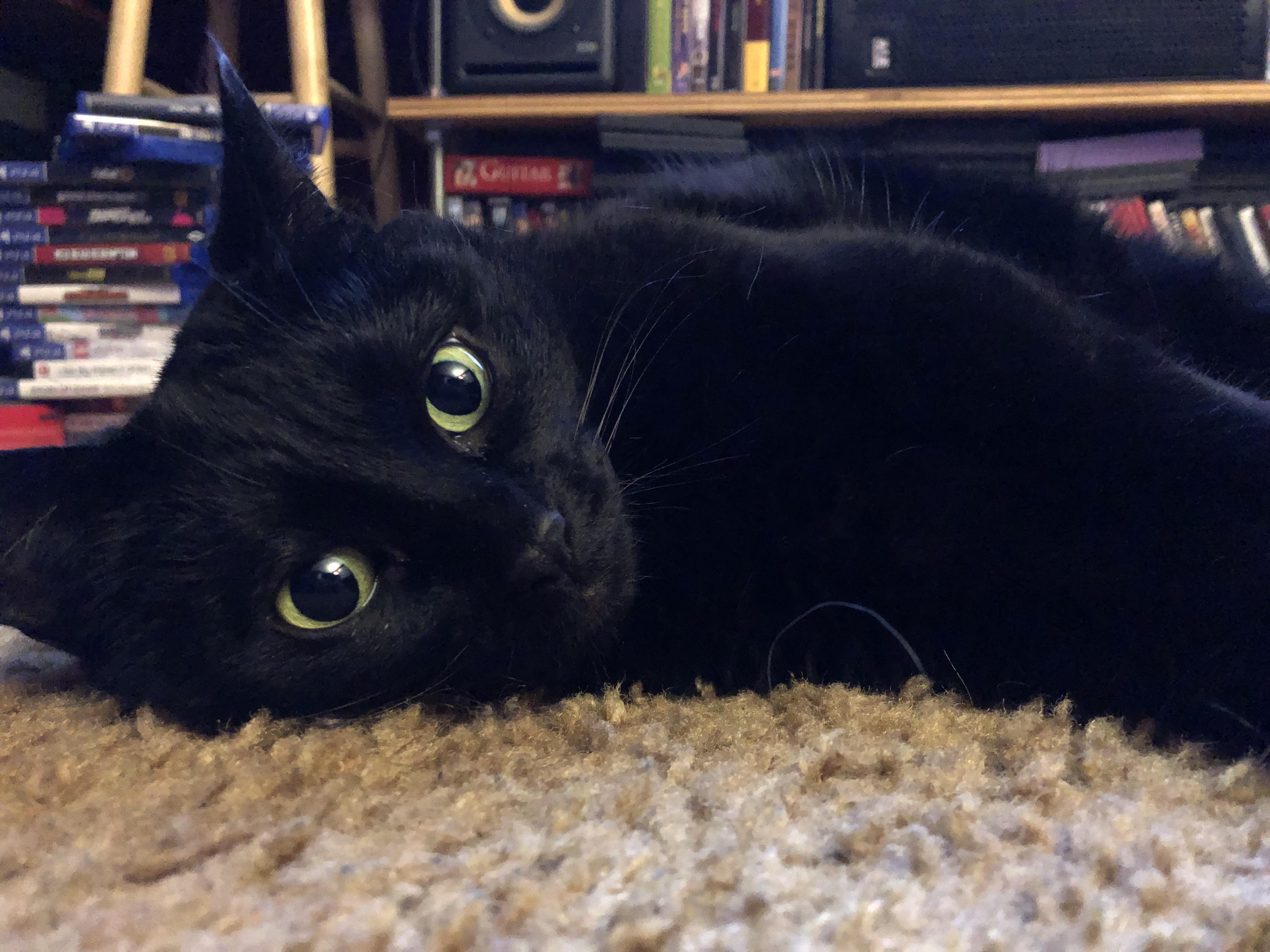 My lazy chonk named shadow (8yrs old)