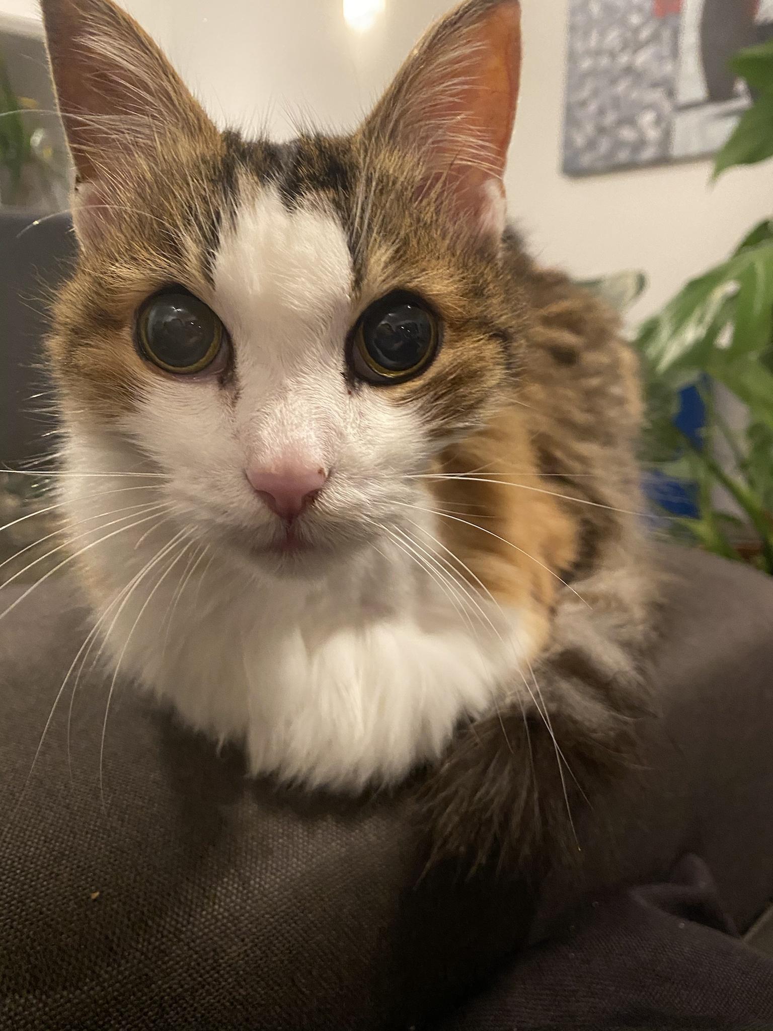 I adopted a senior blind kitty