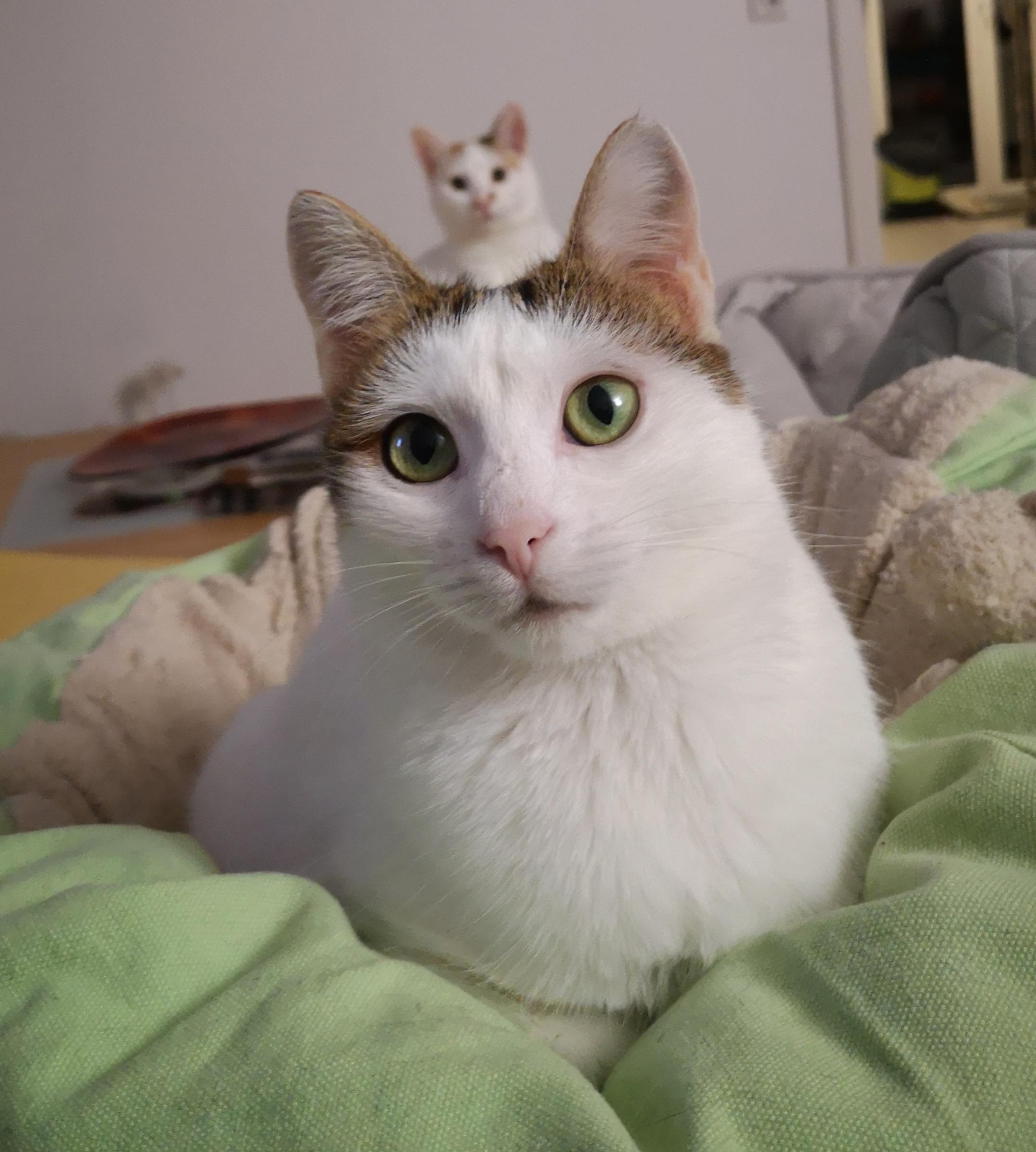 Taki with a Roya hat