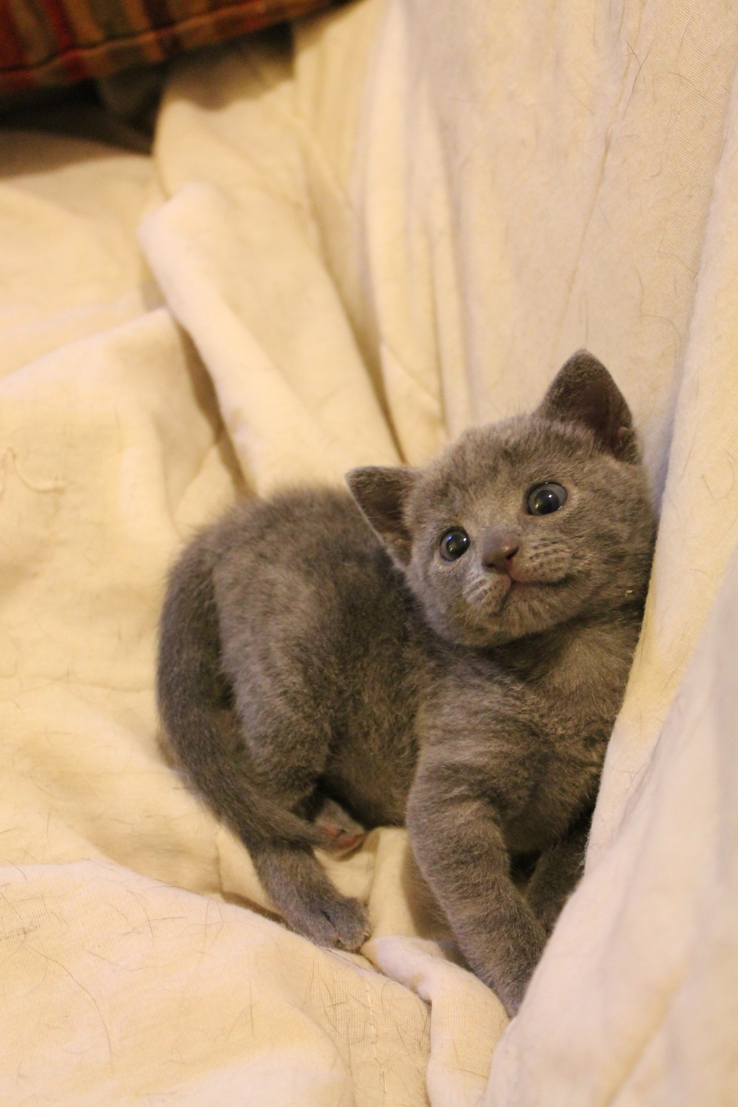 Gray Kitty on White Blanket
