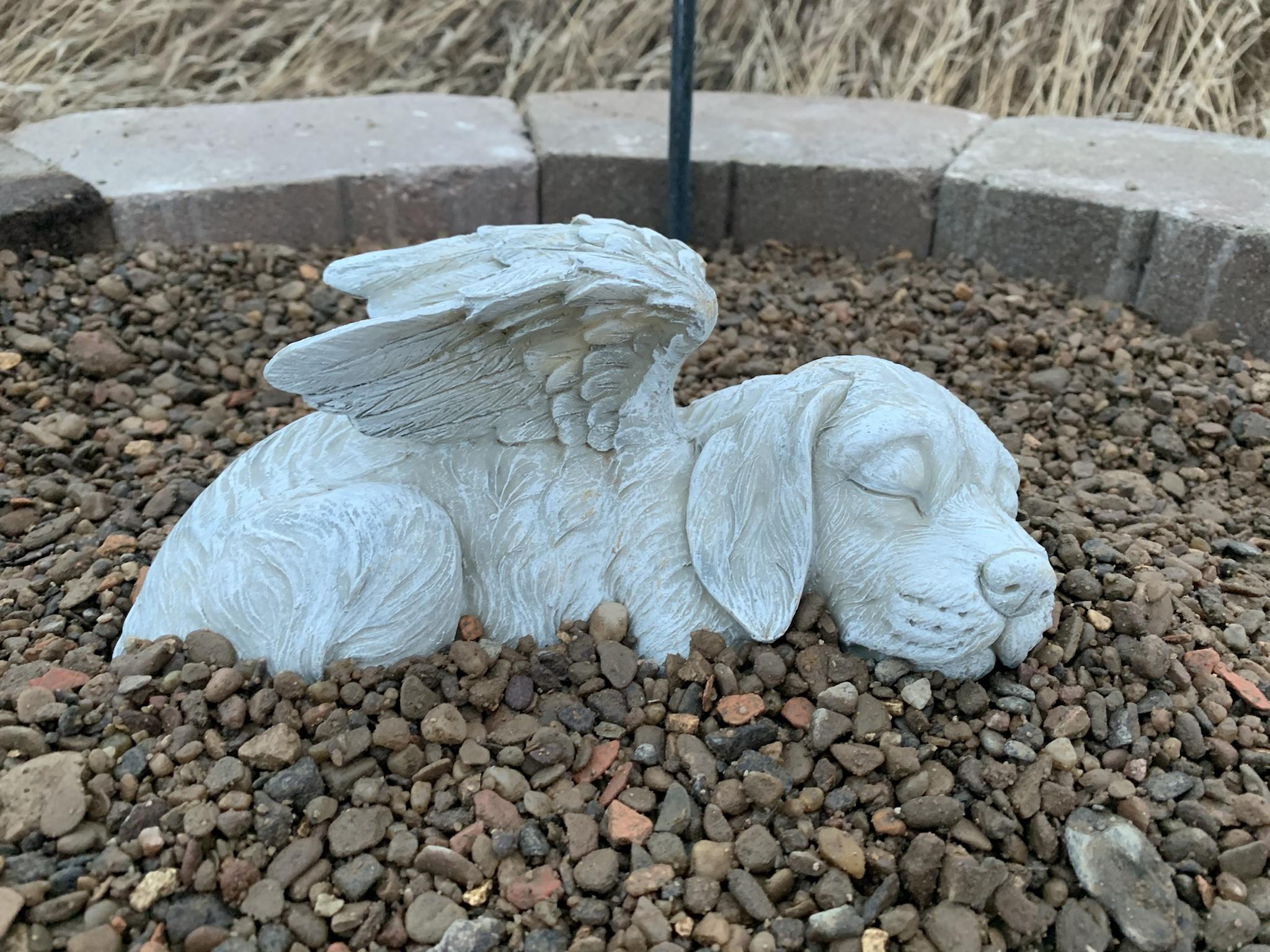 Moving without my favorite dog