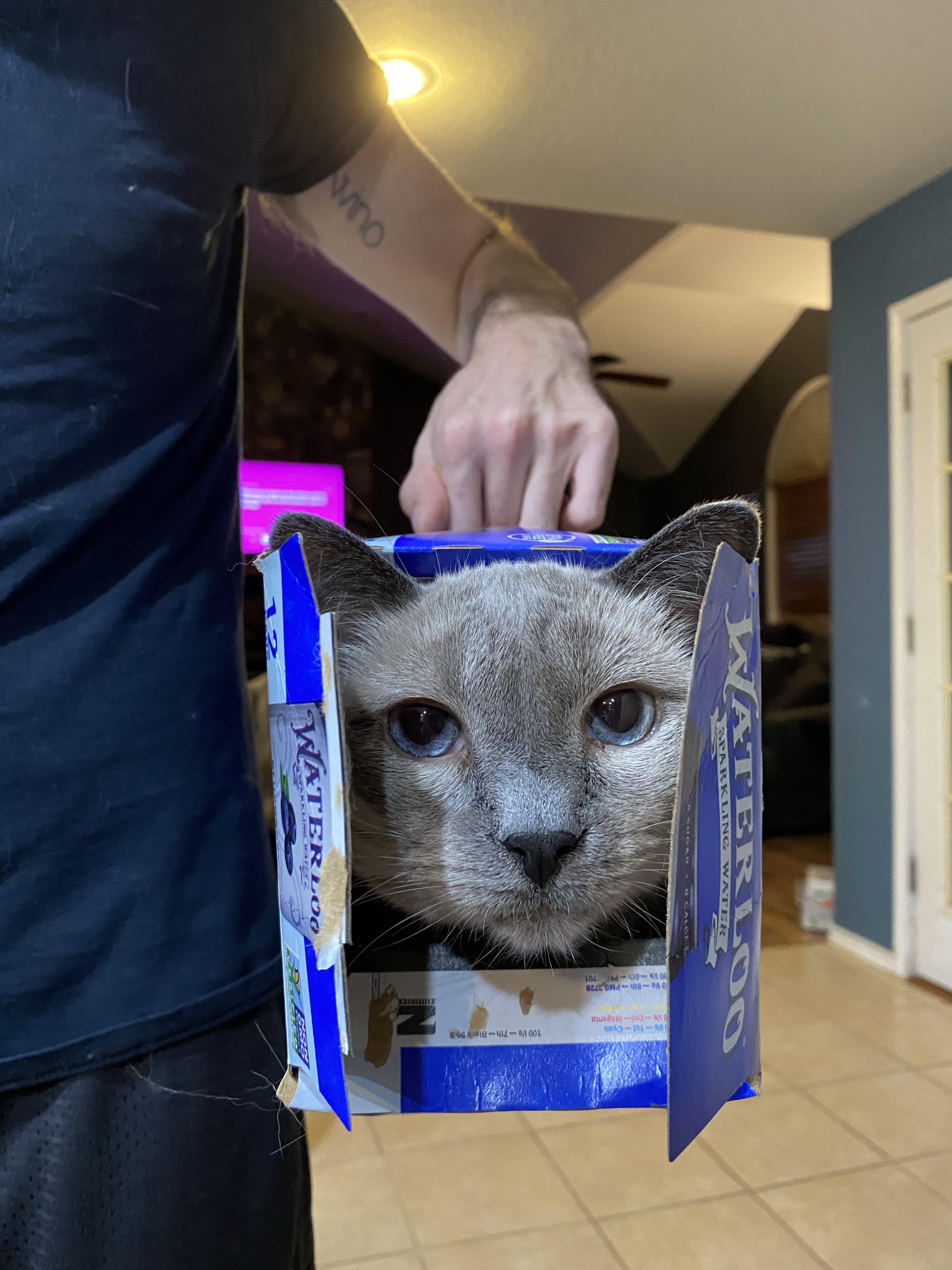 One of our cats likes to get into soda boxes and be carried around.