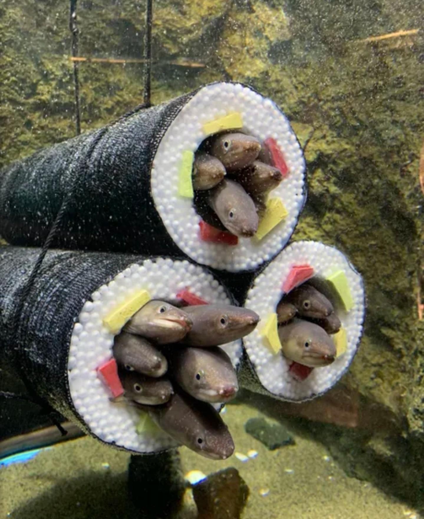 Sushi roll hides installed at an aquarium for the eels to play in
