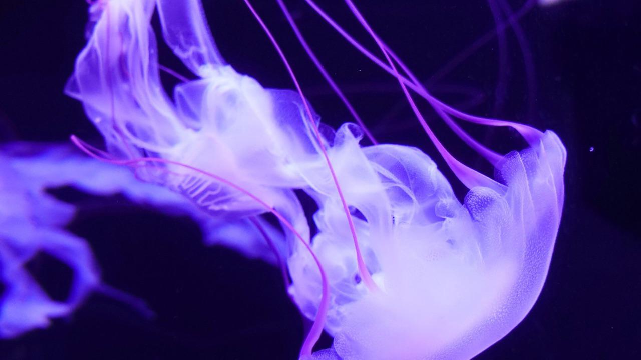 Purple jellyfish [3840x2160]