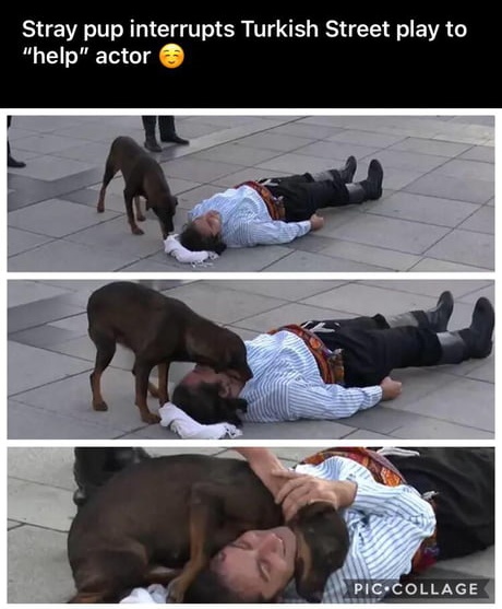 Good boi being a caring bro on an actor "victim".