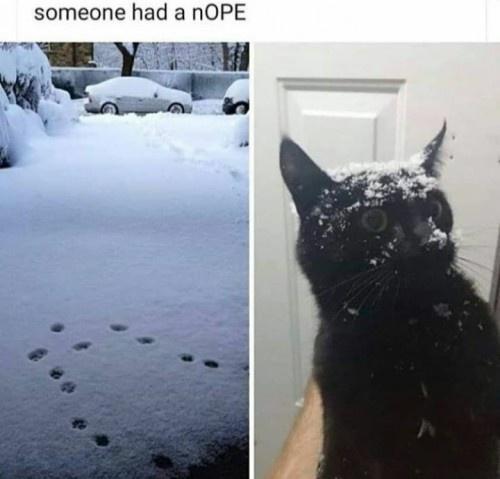 Dump of stolen cats
