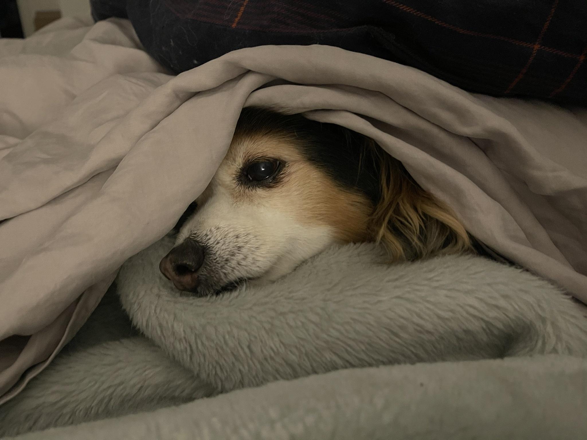 A photo of my dog Panko every day