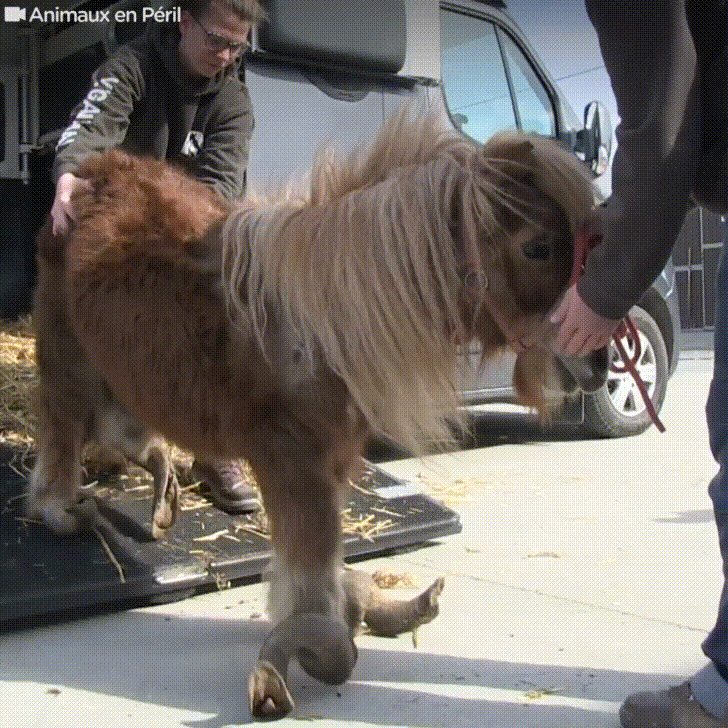 Poly the pony.&nbsp;