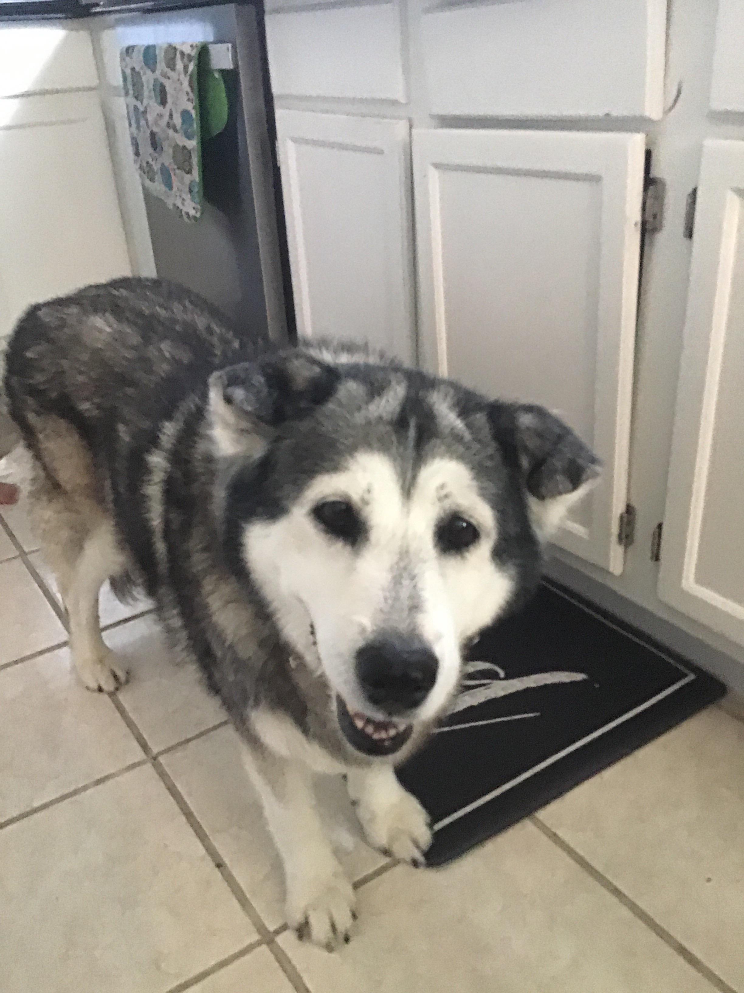 Good girl has been here for me for most of my life :)