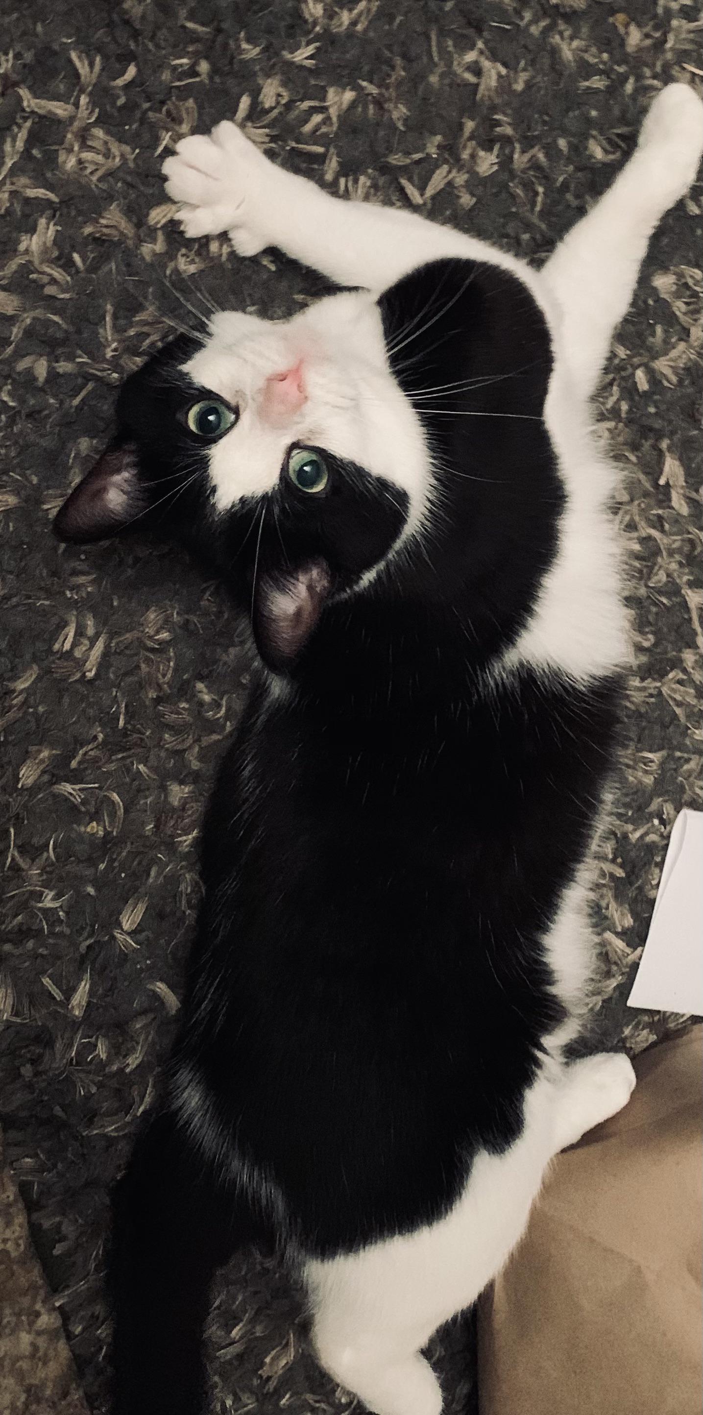 The sweet little face of someone who stole my dinner then threw it up on the rug.