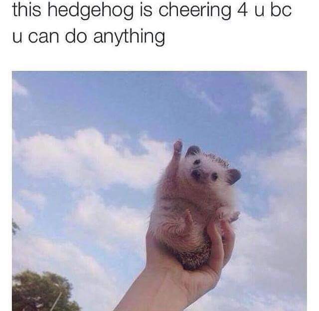 hedgehog