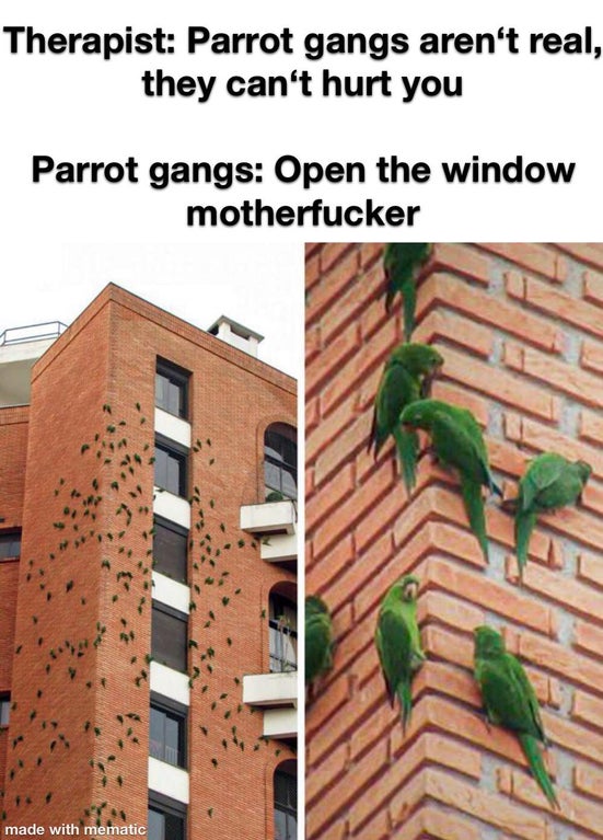 parrot gang