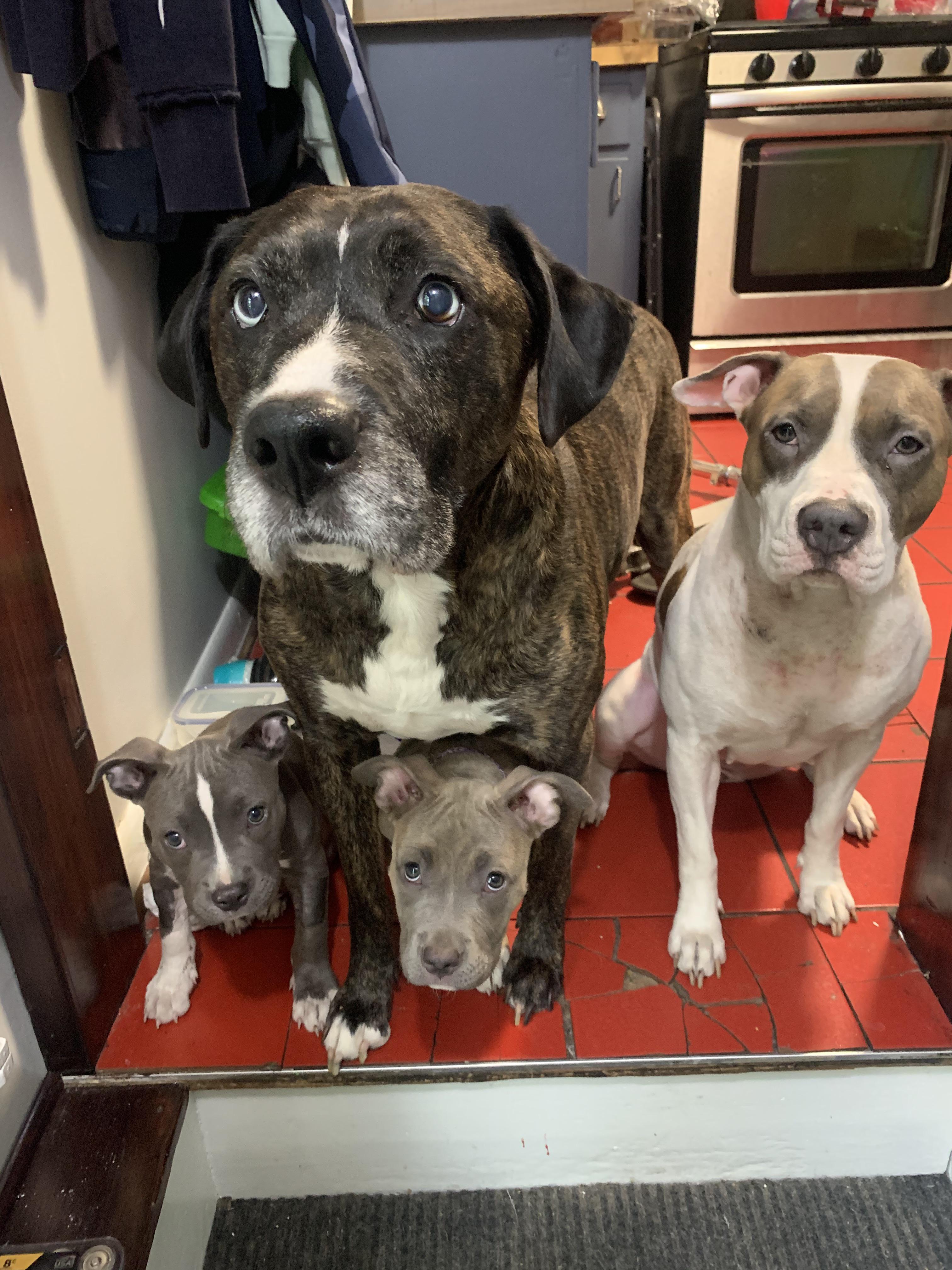 Show me your pitties!