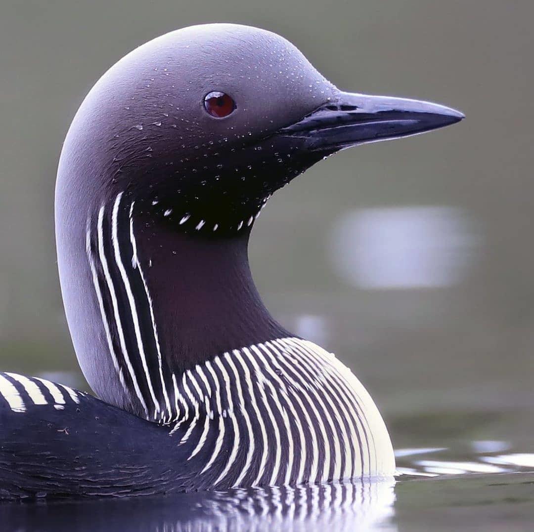 Black throated loon