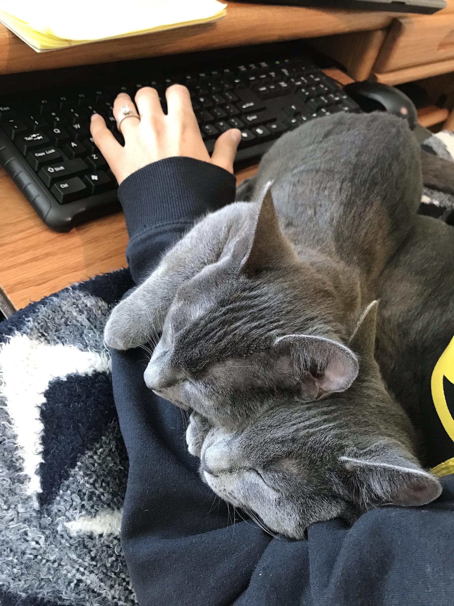 Lost my kitty a year ago; now I have two new precious little monsters to fill the house with life.