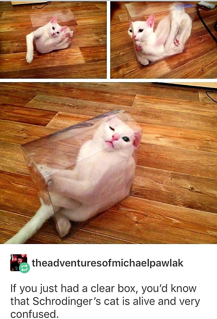 Dude doesn't know what Schr&ouml;dinger's cat is