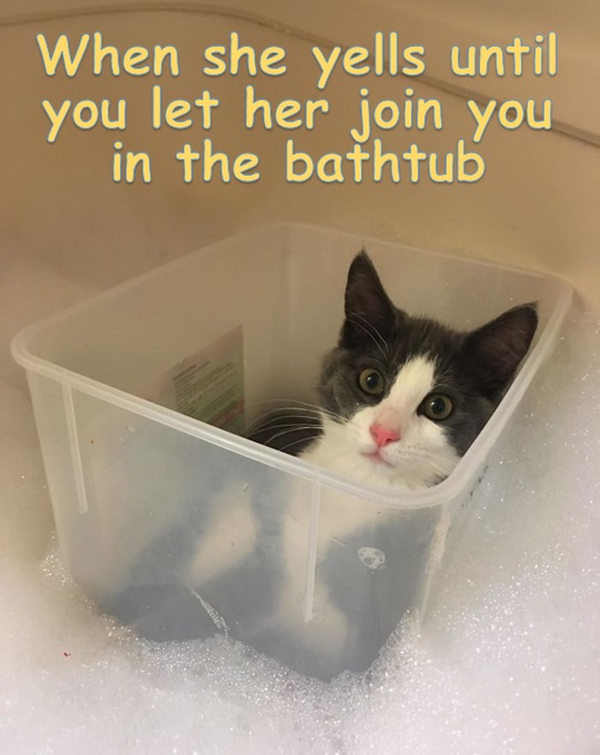 Kitten Bath Company