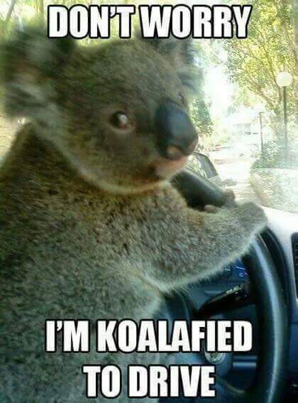 koalafied