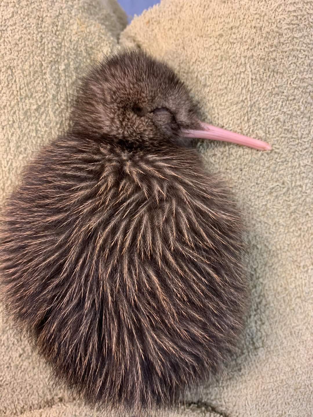 8 day old round boi