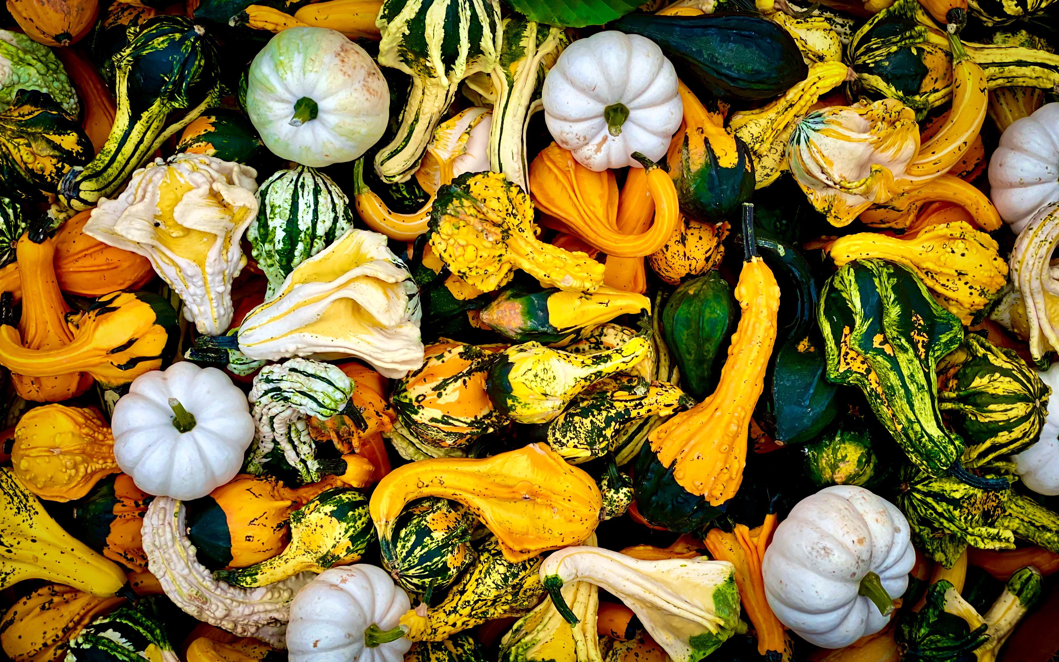 This image of gourds that I took today makes a pretty sweet wallpaper or phone background [3840 x 2160]