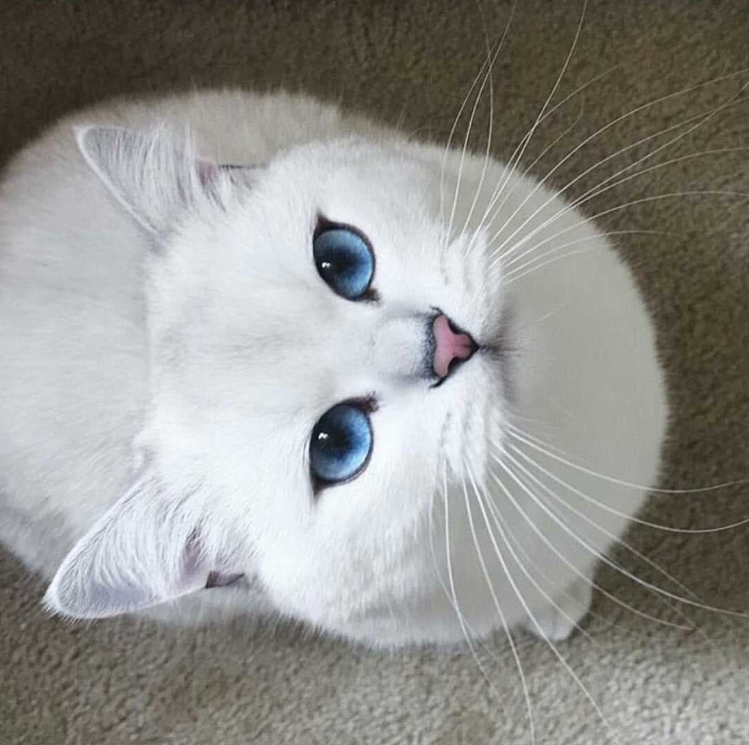 OMG this cat is so beautiful!