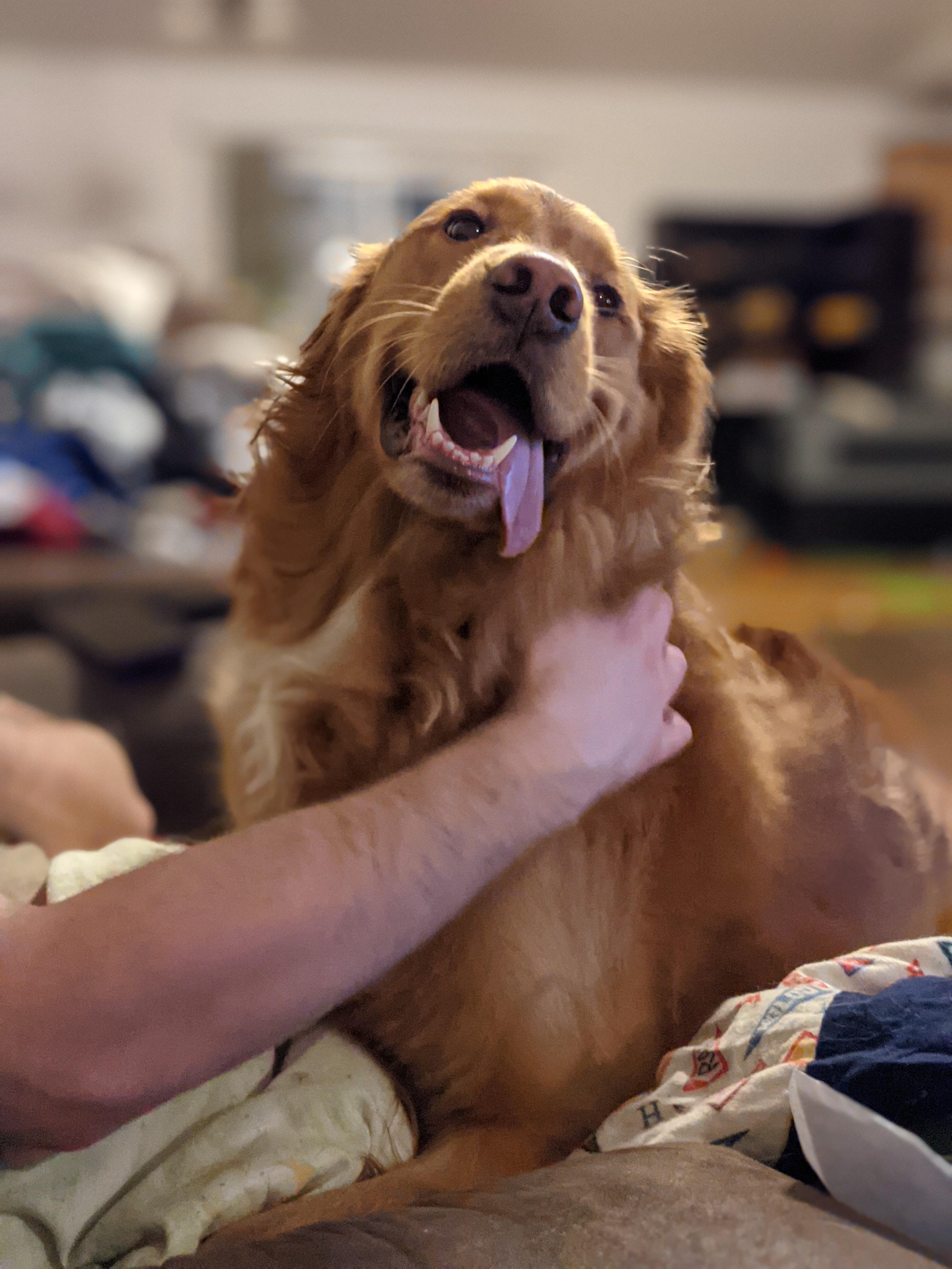 I've been having a shitty week, so here is my good dog to make y'all smile