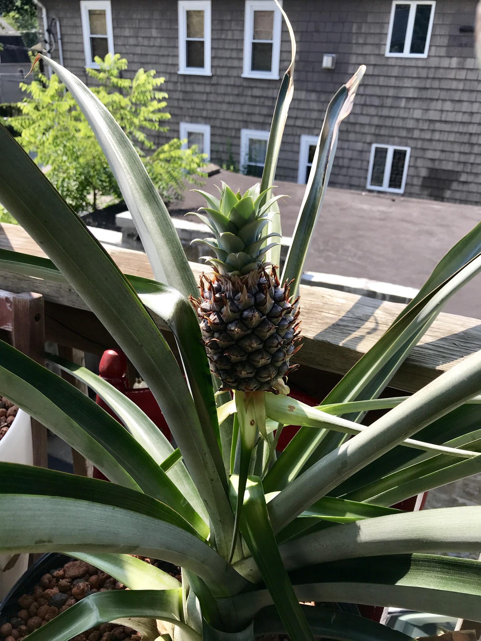 Home grown in Boston