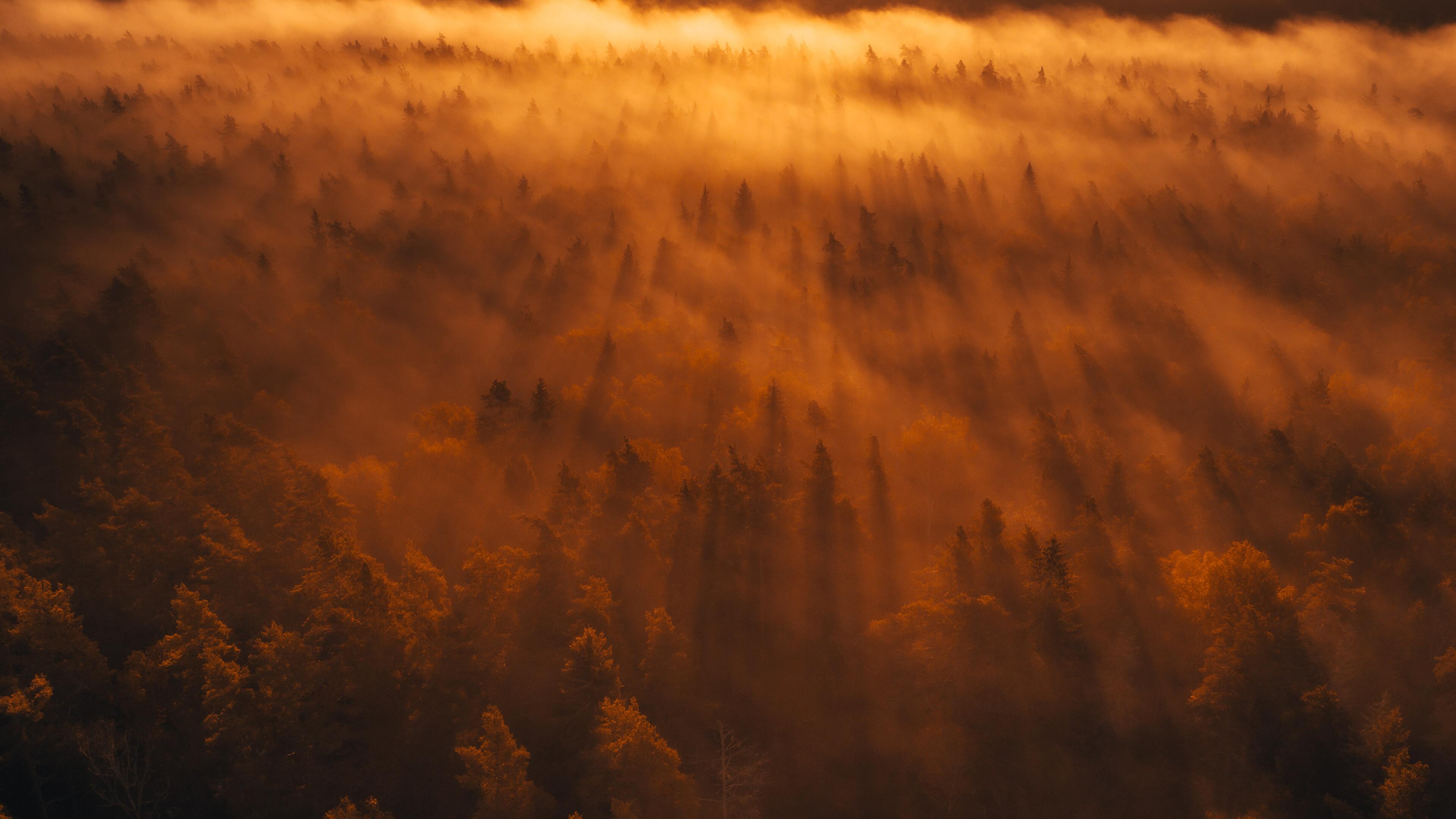 Latvian Forest (Photo credit to Kristaps Ungurs) [3840 x 2160]