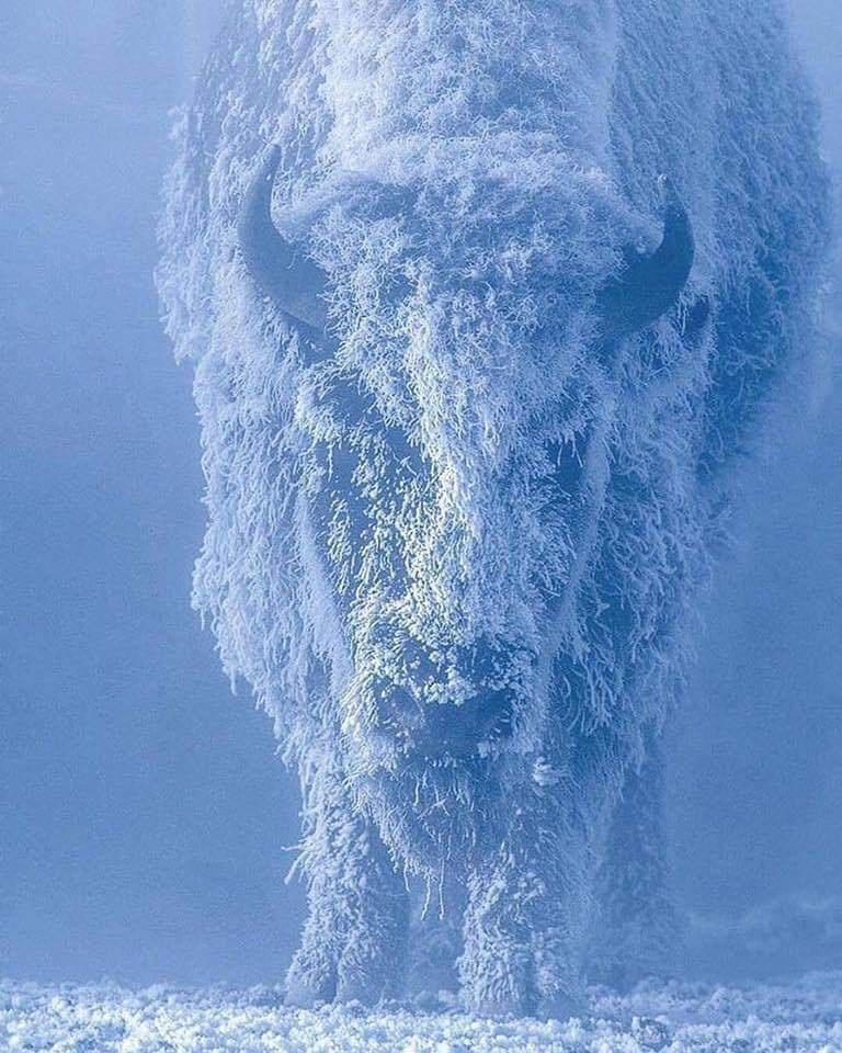 Bison at 35 below zero in Yellowstone National Park