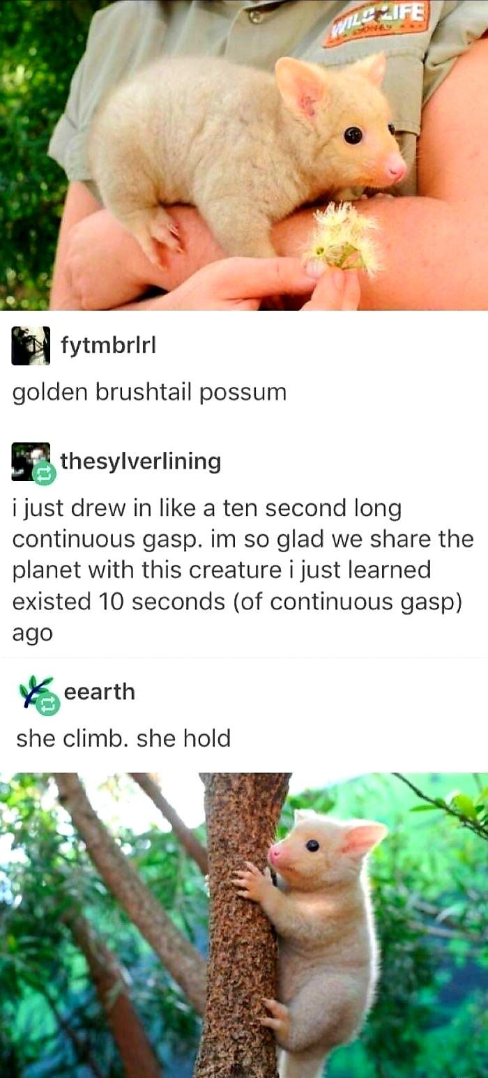 Uhm,...opossums are trying their best