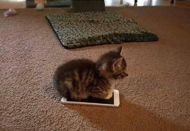 Affinity for technology