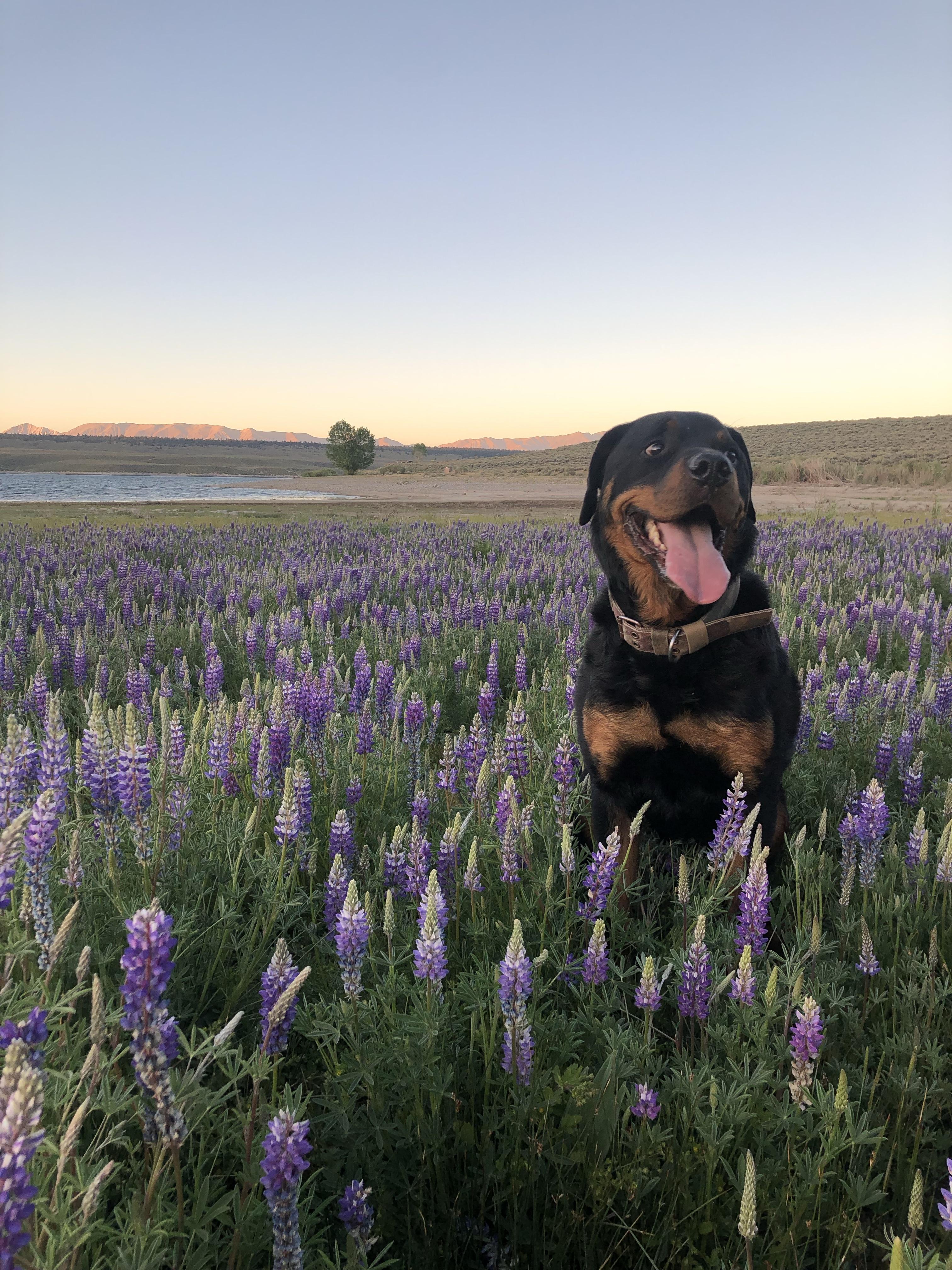 Lost my Forever friend yesterday ??