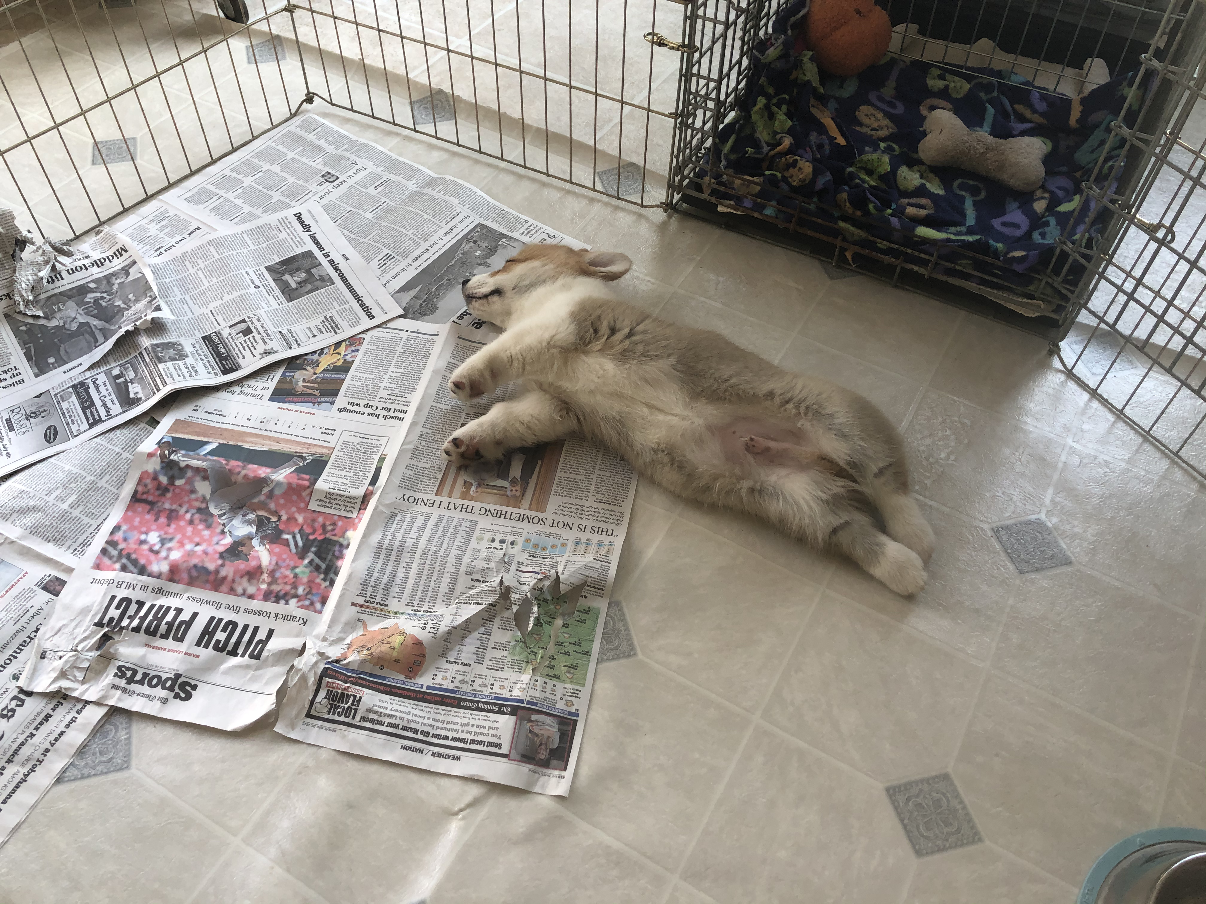 Meet Indy, our new corgi loaf.&nbsp;