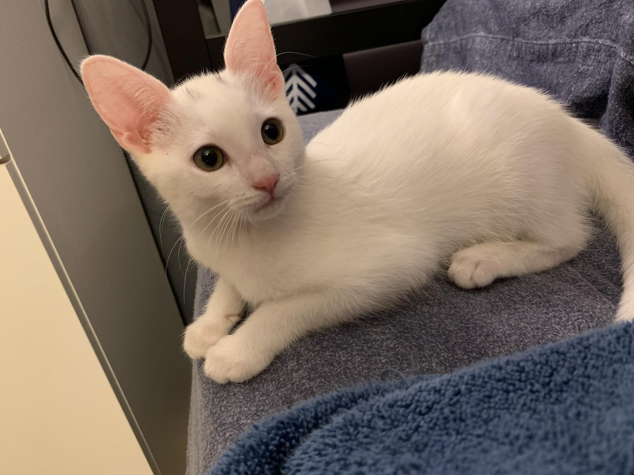 Life of Smudge - Day 53