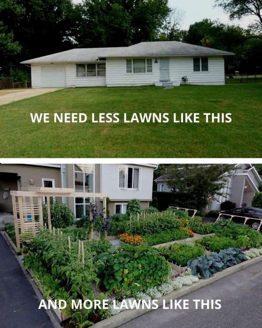 encourage biodiversity in your own yard!