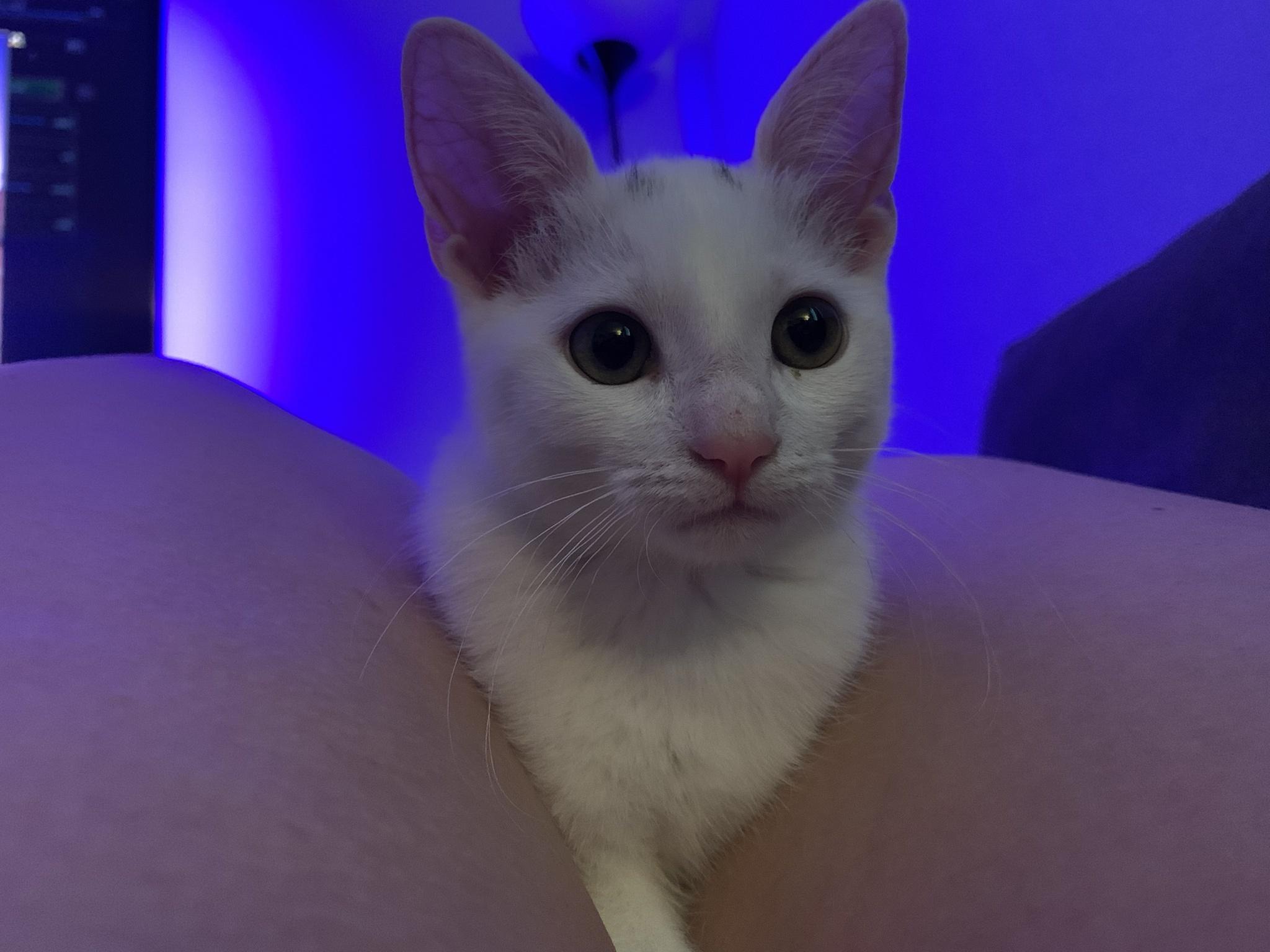 Life of Smudge - Day 57