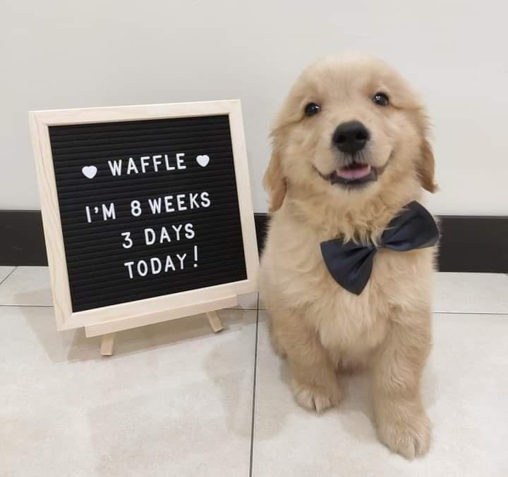 Waffle
