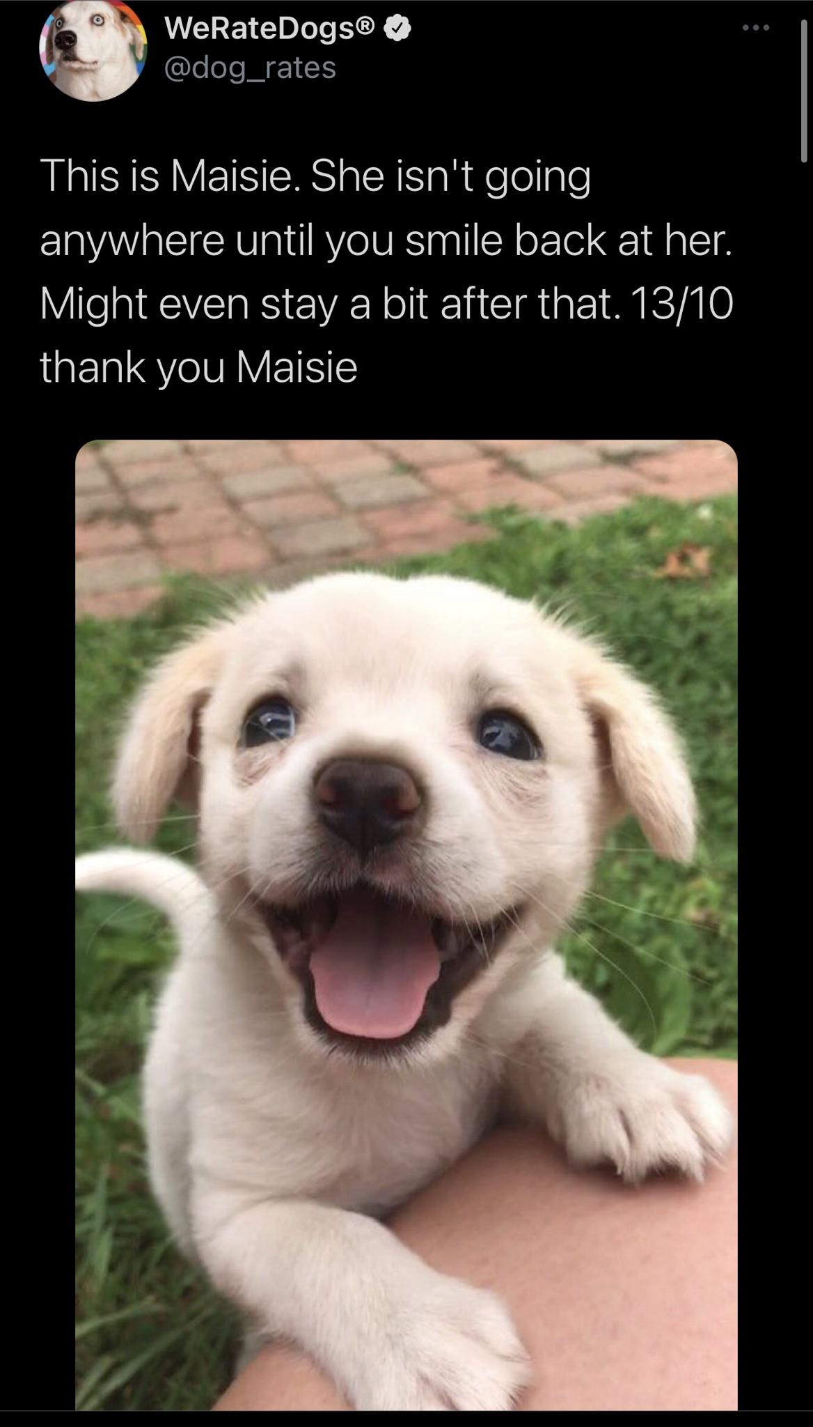 Funny Random Meme and Twitter Dump