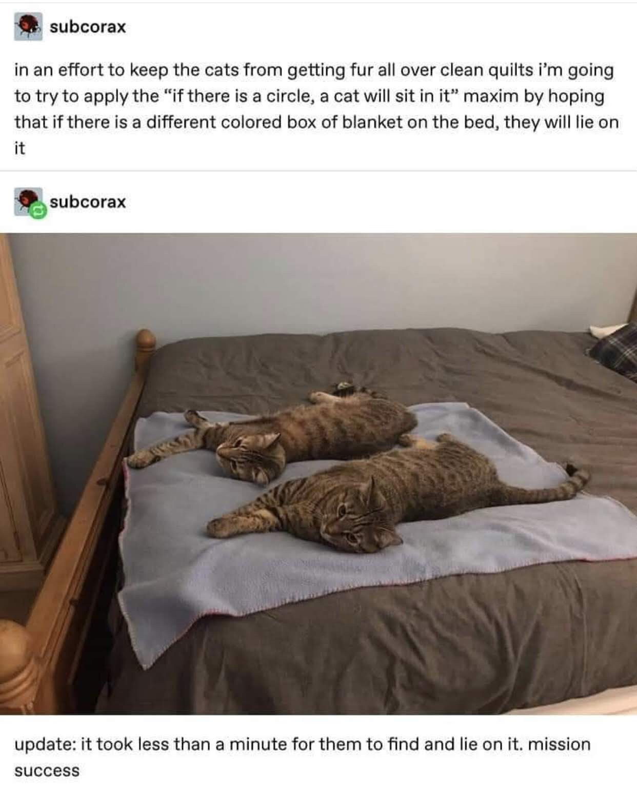 I do this with my dog