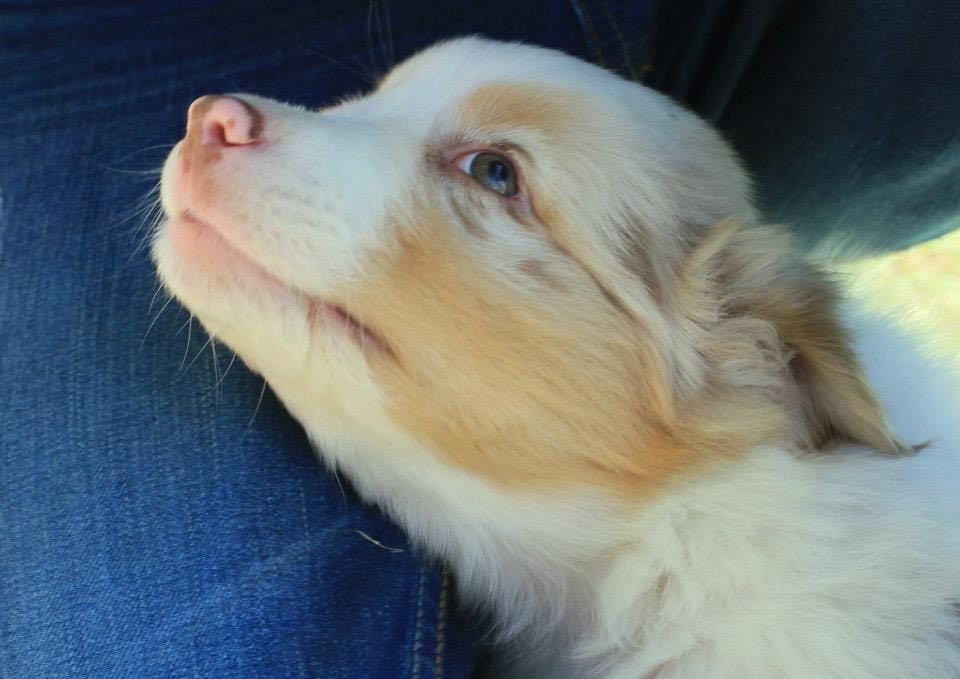 The adorable glance of my Aussie
