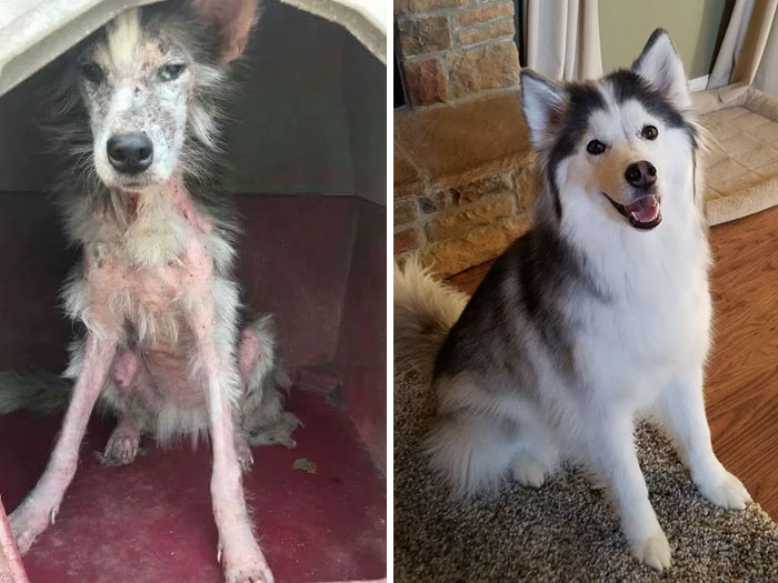 Before & after adoption&nbsp;