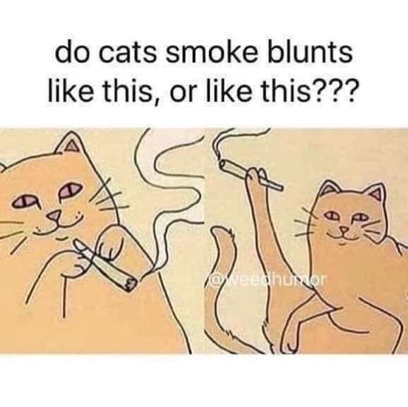 Memes and things vol. 73