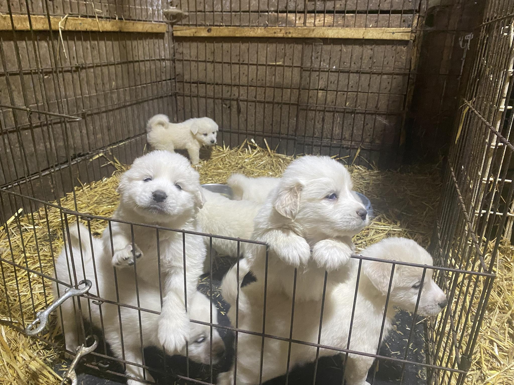 Great Pyrenees pups say good morning