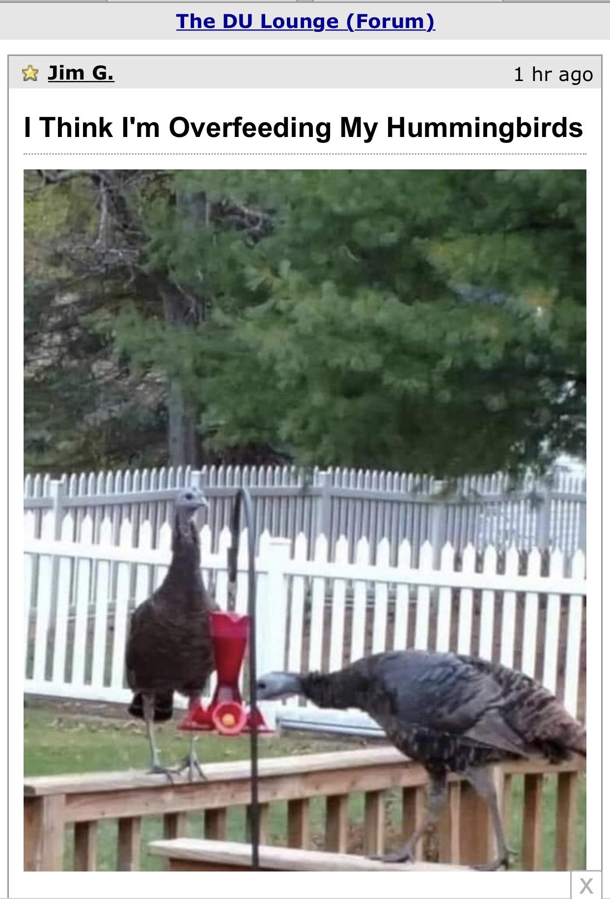 I think I&rsquo;m over feeding my hummingbirds